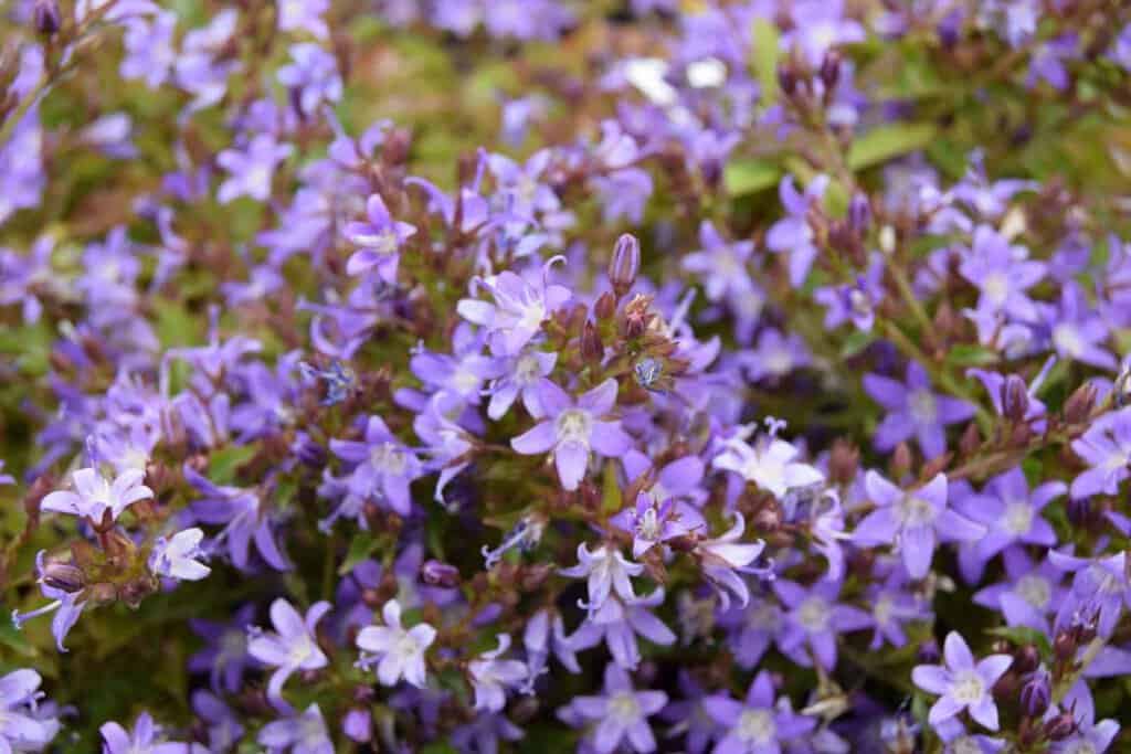 Campanula poscharskyana ---
